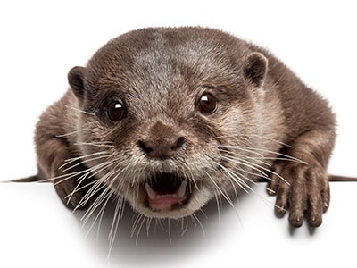 Otters As Pets - Do Otters Make Good Family Pets?
